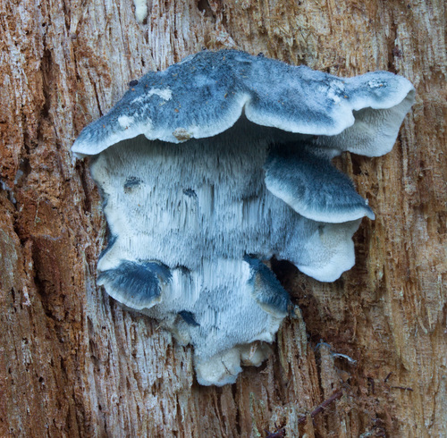 Oligoporus