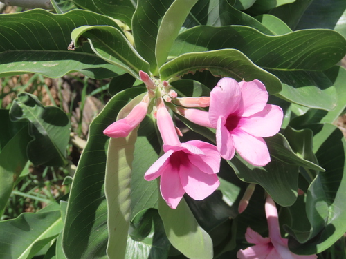 Image of Bushman's Poison (Adenium boehmianum) by no rights reserved