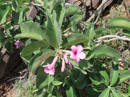 Image of Bushman's Poison (Adenium boehmianum) by no rights reserved