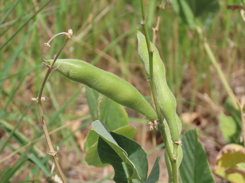 Image of Neorautanenia mitis by no rights reserved