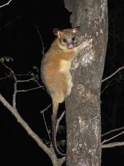 Trichosurus vulpecula arnhemensis