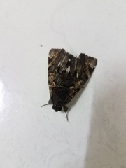 Catephia linteola
