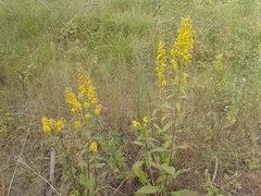 Solidago dahurica