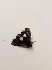 Catephia linteola