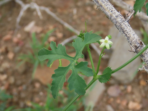 Image of Dactyliandra welwitschii by no rights reserved