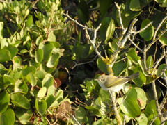 Phylloscopus bonelli