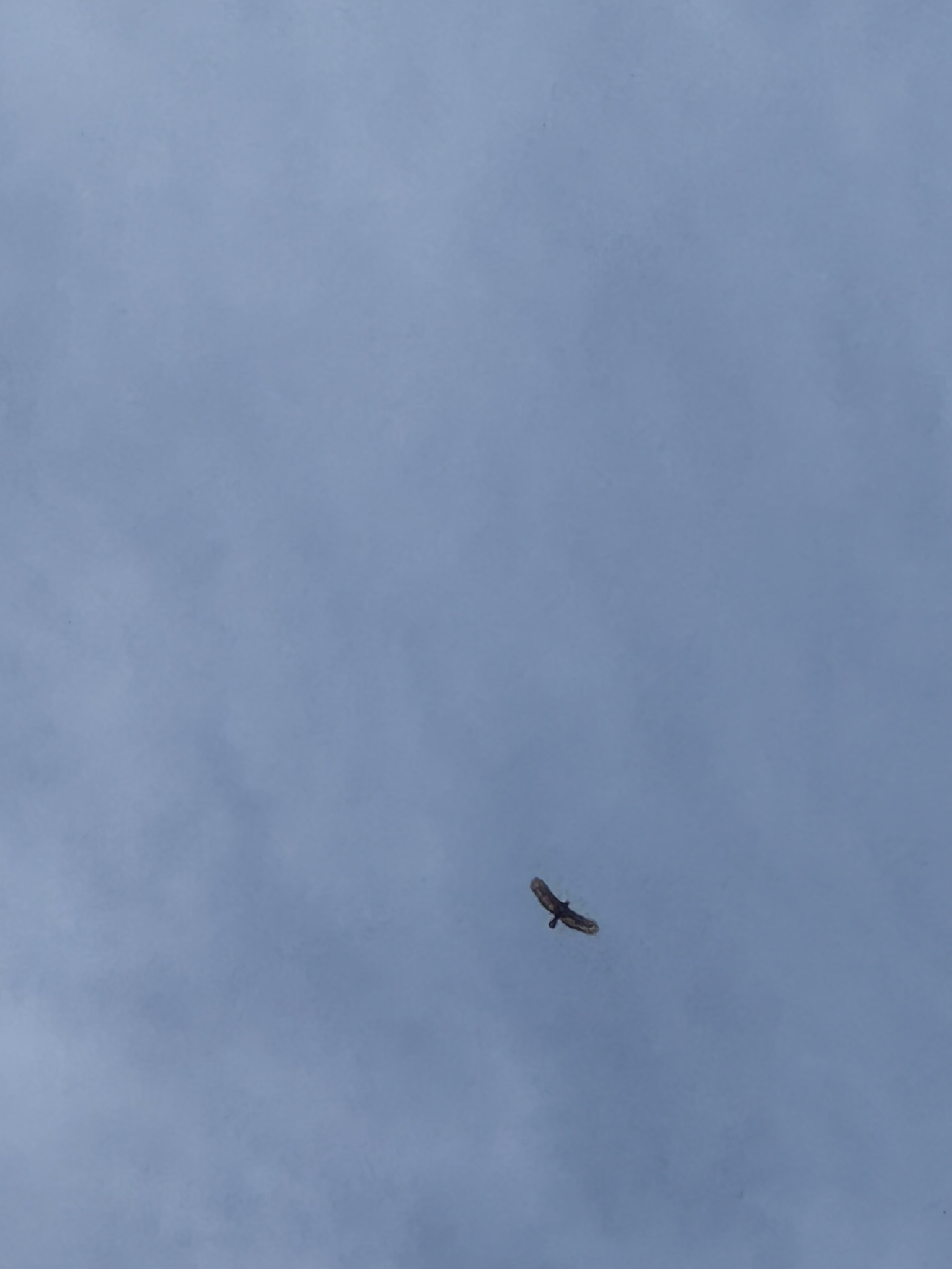 Crested Serpent Eagle