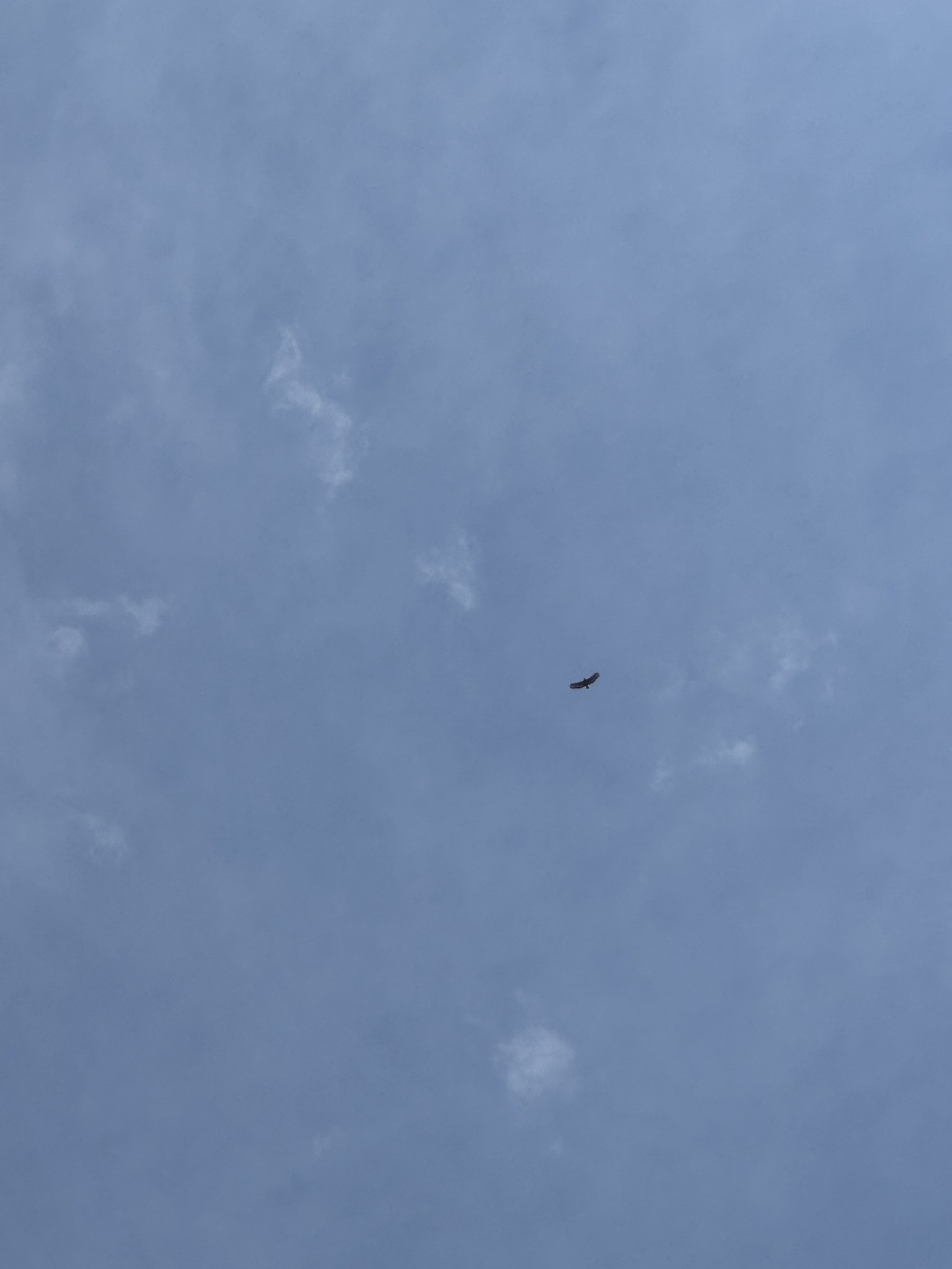 Crested Serpent Eagle