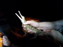 Crocodylus johnstoni