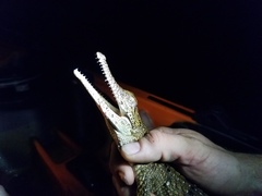 Crocodylus johnstoni
