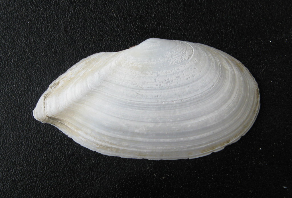 Rexithaerus