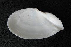 Ardeamya spenceri