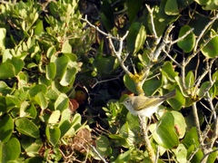Phylloscopus bonelli