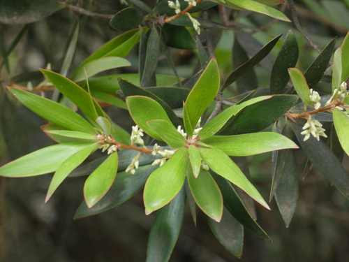 Styphelia pancheri observed 2025-03-13