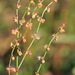 Sheep's Sorrel - Photo (c) Ольга Курякова, some rights reserved (CC BY-NC), uploaded by Ольга Курякова