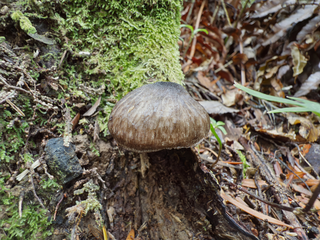 Pluteus velutinornatus · March 2025 · photo: © jeremy_rolfe (iNaturalist, cc-by)