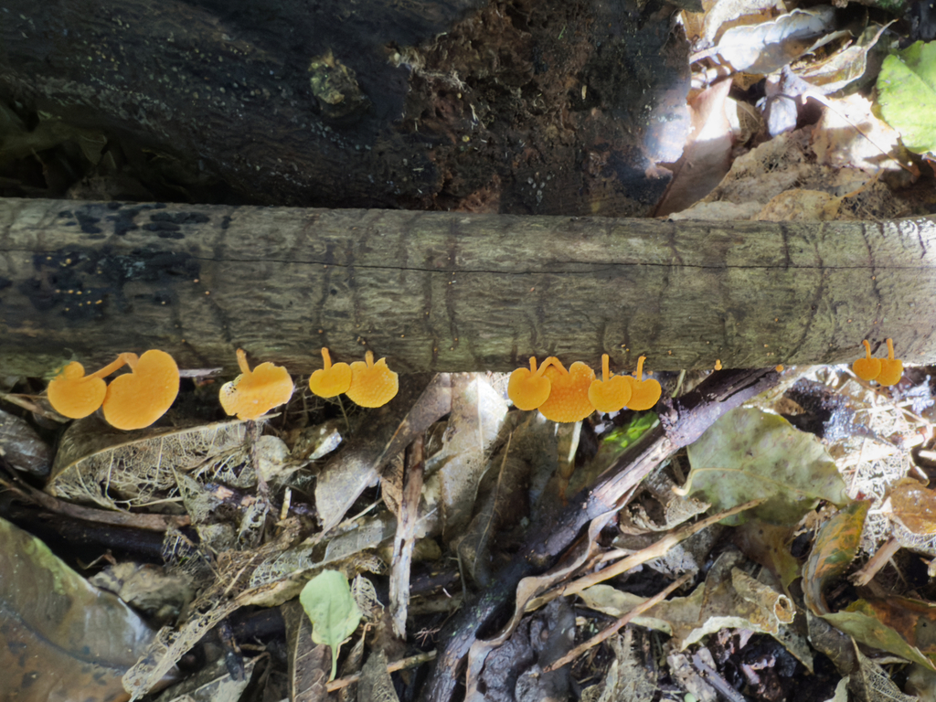 Favolaschia claudopus · March 2025 · photo: © jeremy_rolfe (iNaturalist, cc-by)