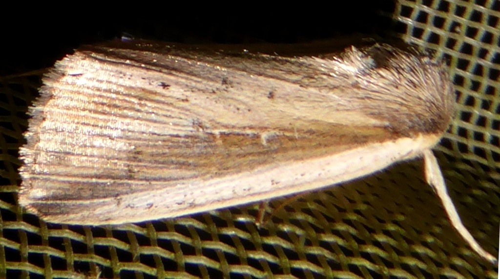 Stramen
