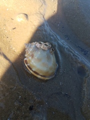 Phalium bandatum