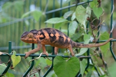 Furcifer pardalis