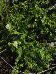 Horkelia parryi