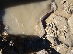 Gymnothorax pseudothyrsoideus