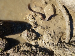 Gymnothorax pseudothyrsoideus