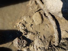 Gymnothorax pseudothyrsoideus