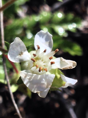 Horkelia parryi