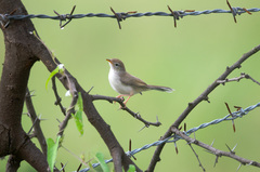 Rufous-Fronted Prinia photo 5