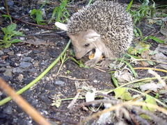 Hemiechinus auritus
