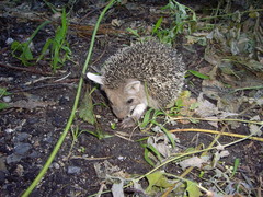 Hemiechinus auritus