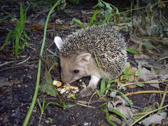 Hemiechinus auritus