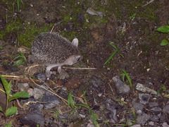 Hemiechinus auritus