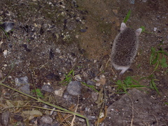 Hemiechinus auritus