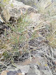 Ephedra distachya