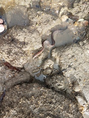 Gymnothorax pseudothyrsoideus