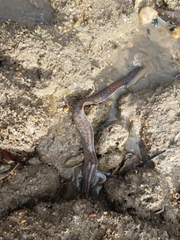 Gymnothorax pseudothyrsoideus