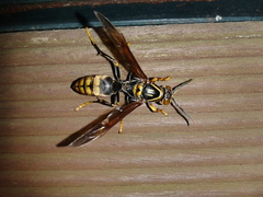 Gyrostoma