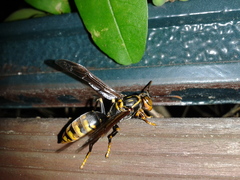 Gyrostoma