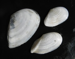Ardeamya spenceri