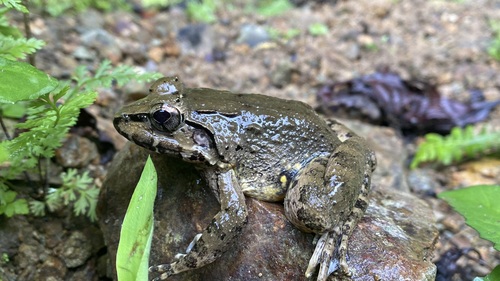 Limnonectes magnus observed 2024-10-31