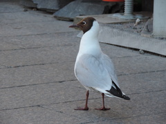 Chroicocephalus ridibundus