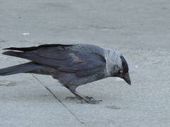 Corvus monedula