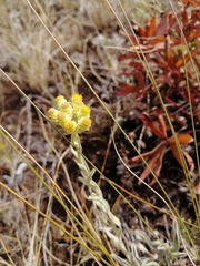 Helichrysum arenarium