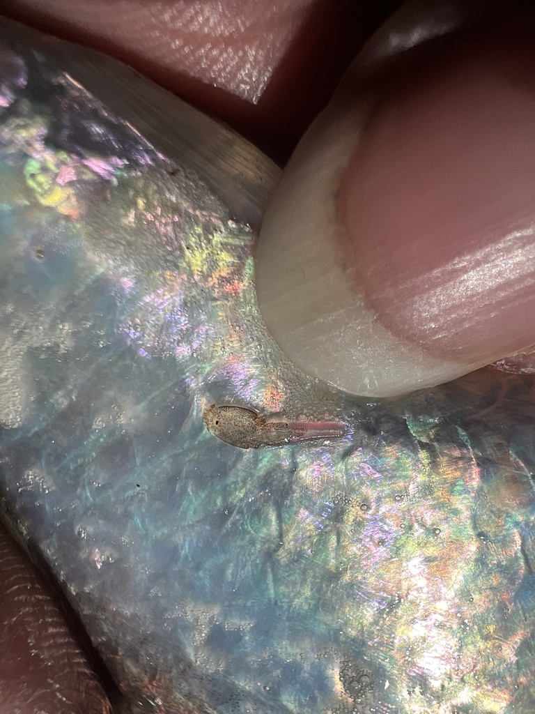 Caligus clemensi