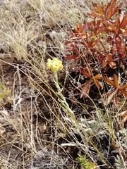 Helichrysum arenarium