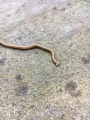 Diversibipalium multilineatum