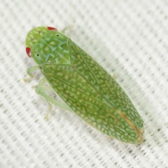 Rugosana