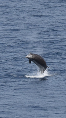 Ziphius cavirostris